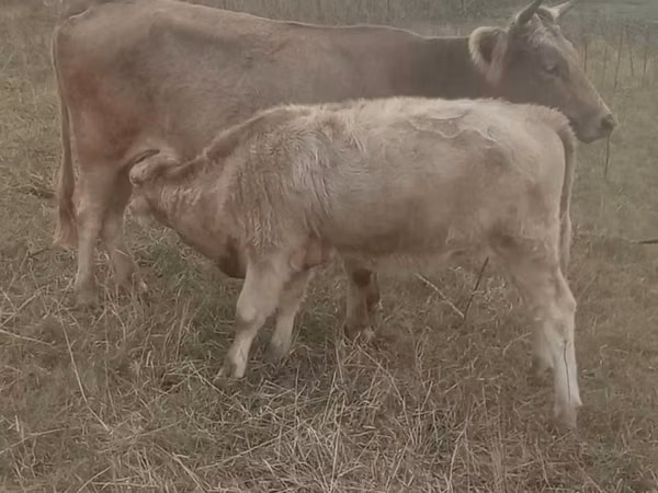 गाय, Simmental cattle