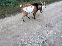 Cabro, Cabras — foto 4
