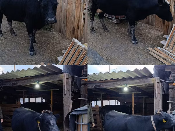गाय, Russian Black pied cattle — कज़ाखस्तान