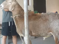 Carnero, Edilbay sheep — foto 2