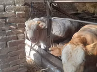 Bulle, Simmental cattle — Foto 1