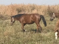 Stute, Horse breed — Foto 4