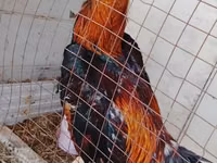 Chickens — Foto 2
