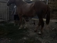 فرس, الخيول — الصورة 4