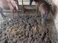 Caballos (lote, sexo no especificado), Caballos — foto 6