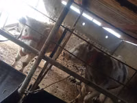 公牛, Simmental cattle — 照片 3