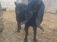 बकरी, Damask goat — फ़ोटो 3