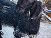 Ziege, Nubian Goat — Foto 2