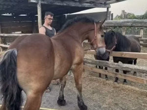 Hengst, Pferde