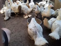 Ducks — الصورة 4