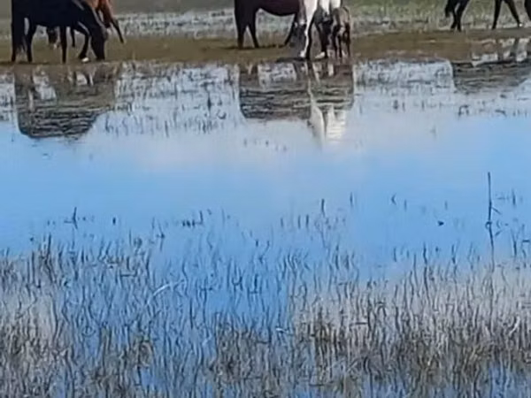 فرس, Horse breed — كازاخستان