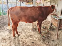 Rinder (Partie, Geschlecht nicht angegeben), Simmental cattle — Foto 1