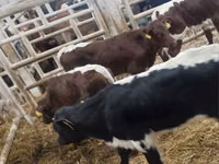 Qoramol (partiya, jinsi ko‘rsatilmagan), Simmental cattle — 1-rasm
