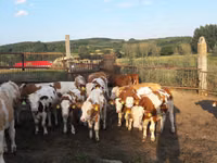 Bulle, Simmental cattle — Foto 1