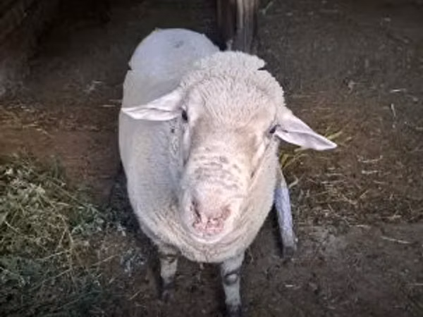 كبش, Merino sheep