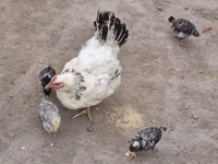 Chickens — الصورة 8