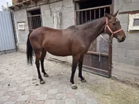 فرس, Thoroughbred horse — الصورة 3