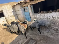 كبش, الأغنام — الصورة 2