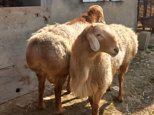 كبش, الأغنام — أوزبكستان