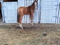 Mare, Dutch warmblood horse — photo 4