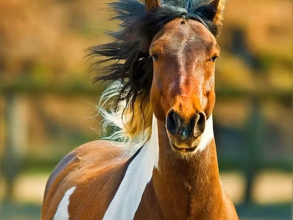 خيول (دفعة، الجنس غير محدد), الخيول