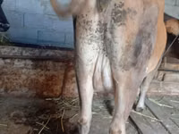母牛, Cattle — 照片 4