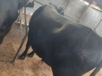 公牛, Aberdeen-Angus — 照片 3