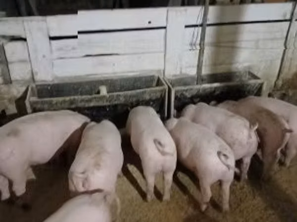 Säue, 