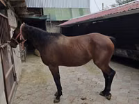 فرس, Thoroughbred horse — الصورة 4