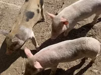 Schweine (Partie, Geschlecht nicht angegeben) — Foto 1