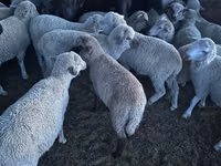 نعجة, Merino sheep — الصورة 2