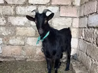 Echki, Echkilar — 2-rasm