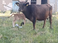 Vaca, Ganado vacuno — foto 2