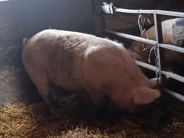 Säue, Schweine