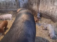母猪, Pigs — 照片 4