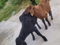 母山羊, Goats — 照片 3