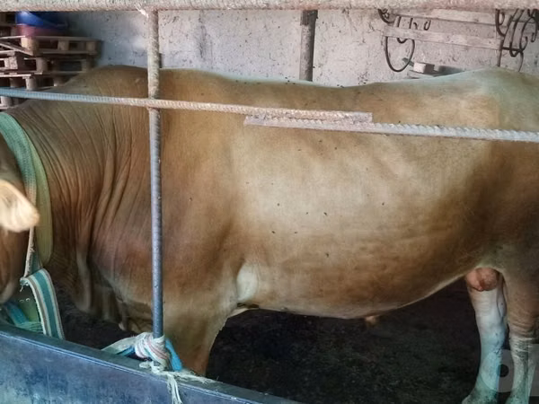 公牛, Cattle — 乌兹别克斯坦