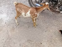 山羊（批次，未指定性别）, Goats — 照片 1