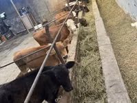 Сиыр, Swiss cattle — 1-сурет