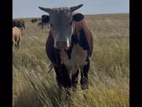 公牛, Kazakh White-headed cow — 照片 1