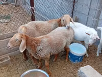 نعجة, Arashan sheep — الصورة 4