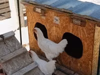 Chickens — Foto 2