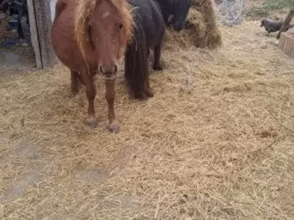 Hengst, Pferde