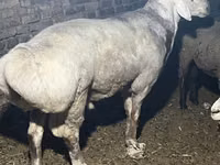 كبش, Afghan Arabi sheep — الصورة 4