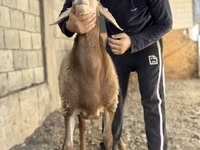 نعجة, Arashan sheep — الصورة 5