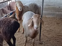 Widder, Arashan sheep — Foto 3