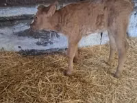 公牛, Cattle — 照片 1
