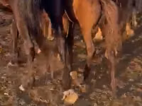 فرس, الخيول — الصورة 1