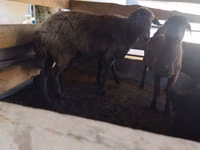 Schaf, Arabi sheep — Foto 2