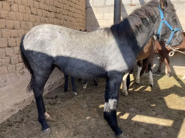 Pferde (Partie, Geschlecht nicht angegeben), Kyrgyz Horse